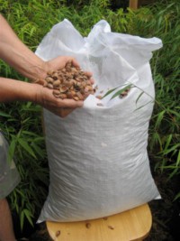 hazelnut
